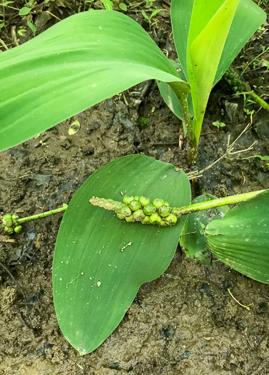 spadix