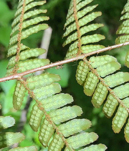 image of Dryopteris erythrosora, Autumn Fern, Japanese Red Shield-fern, Japanese Shield-fern