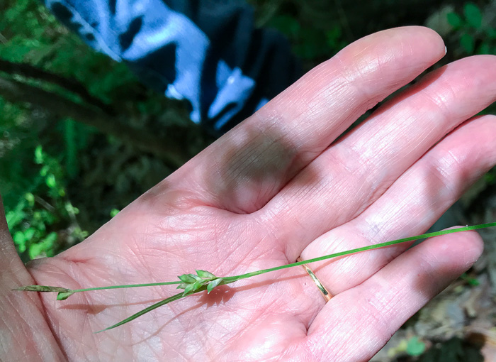 image of Carex styloflexa, Bent Sedge