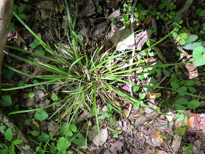 image of Carex styloflexa, Bent Sedge