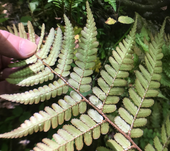 image of Dryopteris erythrosora, Autumn Fern, Japanese Red Shield-fern, Japanese Shield-fern