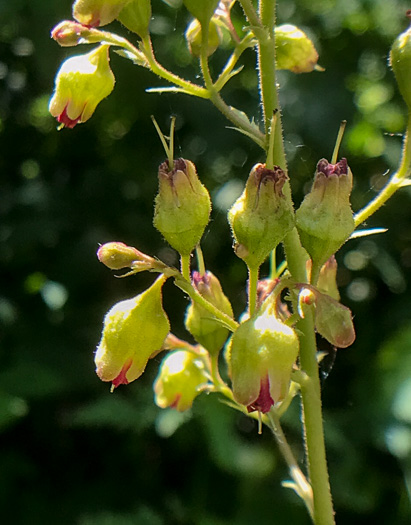 Heuchera pubescens, Marbled Alumroot, Downy Alumroot