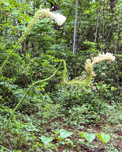 image of Xerophyllum asphodeloides, Eastern Turkeybeard, Beargrass, Mountain-asphodel