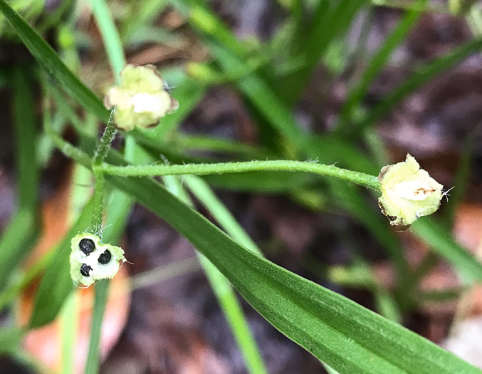 image of Hypoxis hirsuta, Yellow Stargrass, Hairy Yellow Stargrass, Common Stargrass, Upland Stargrass