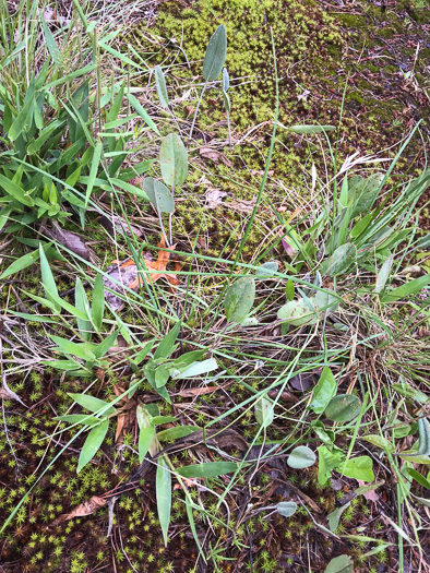 image of Packera dubia, Woolly Ragwort, Woolly Groundsel, Woolly Goldenwort