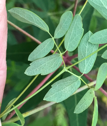 image of Thalictrum amphibolum, Skunk Meadowrue, Waxy Meadowrue