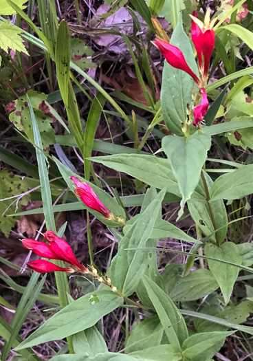 image of Spigelia marilandica, Indian-pink, Woodland Pinkroot, Wormgrass