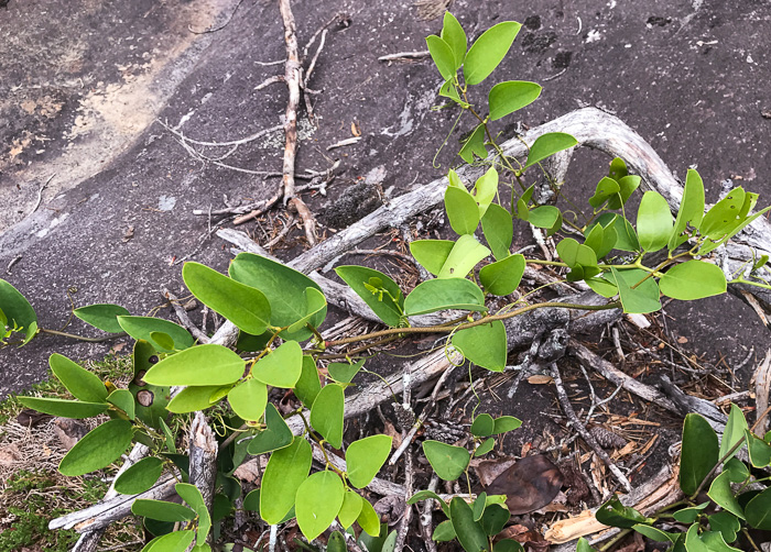 image of Smilax laurifolia, Bamboo-vine, Blaspheme-vine, Wild Bamboo, Laurel-leaf Greenbriar