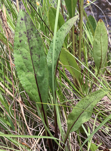 image of Solidago patula, Northern Roughleaf Goldenrod