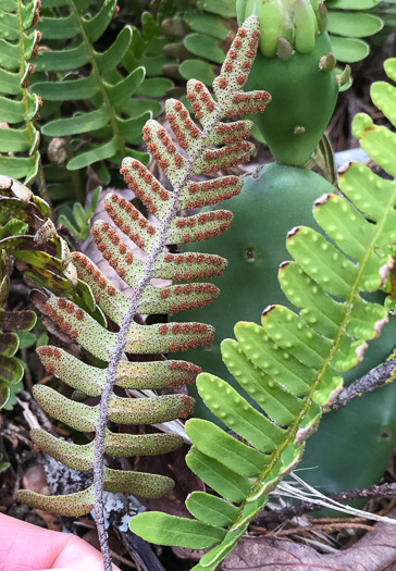 image of Pleopeltis michauxiana, Resurrection Fern, Scaly Polypody