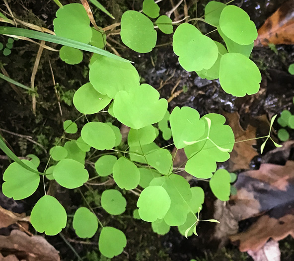 image of Thalictrum clavatum, Mountain Meadowrue, Lady-rue