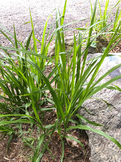 image of Coleataenia anceps ssp. anceps, Beaked Panicum, Beaked Panicgrass