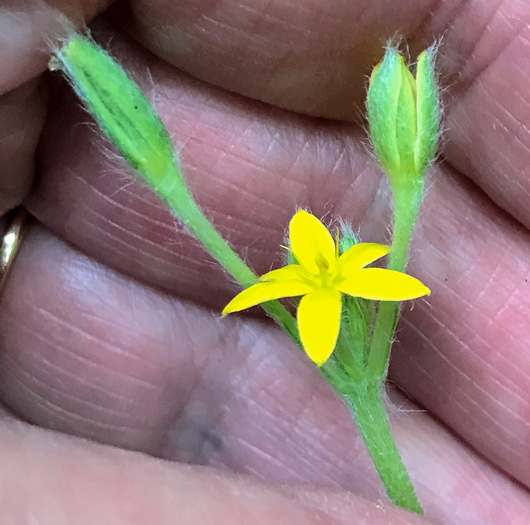 image of Hypoxis hirsuta, Yellow Stargrass, Hairy Yellow Stargrass, Common Stargrass, Upland Stargrass