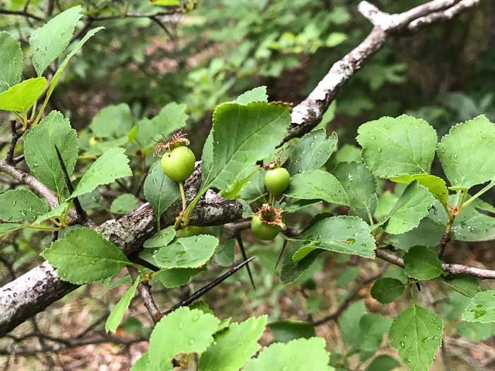 image of Crataegus aff. pinetorum, pineland hawthorn