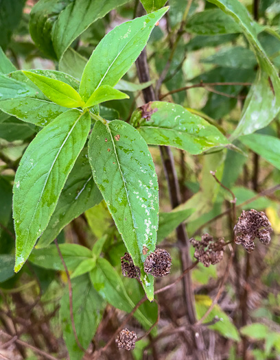 image of Pycnanthemum beadlei, Beadle's Mountain-mint