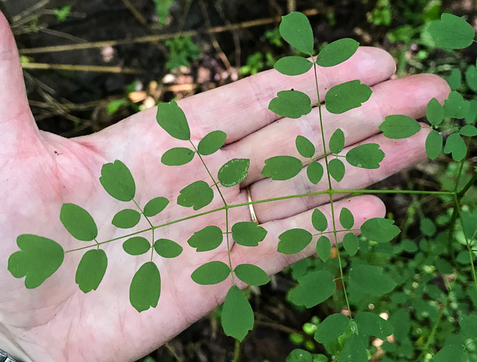 image of Thalictrum macrostylum, Small-leaved Meadowrue, Small-flowered Meadowrue