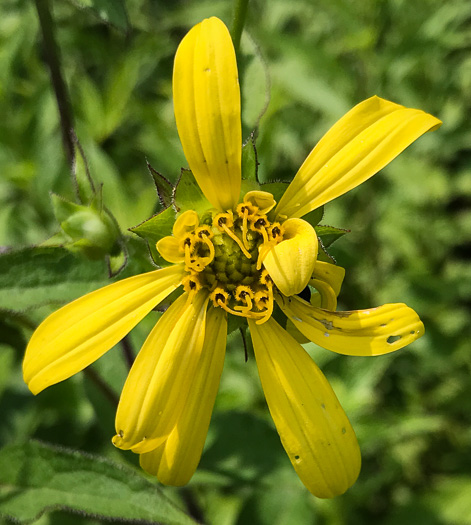 image of Silphium dentatum, Starry Rosinweed