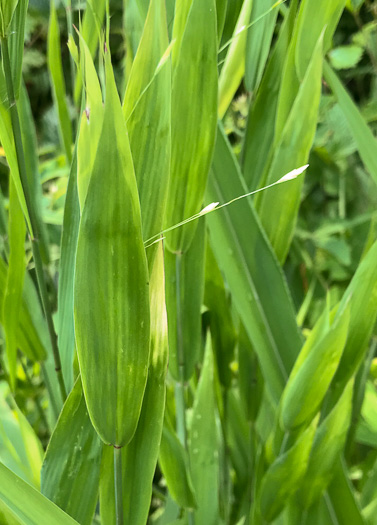 image of Chasmanthium latifolium, River Oats, Northern Sea Oats, Fish-on-a-stringer, Indian Woodoats