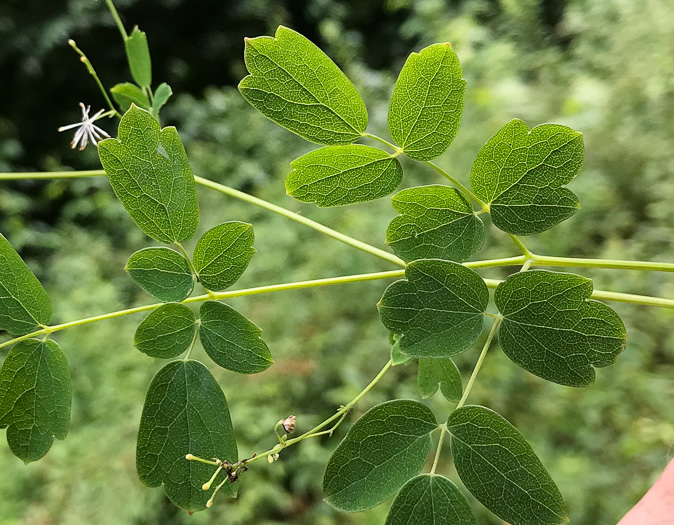 image of Thalictrum pubescens, Common Tall Meadowrue, King-of-the-meadow, Late Meadowrue