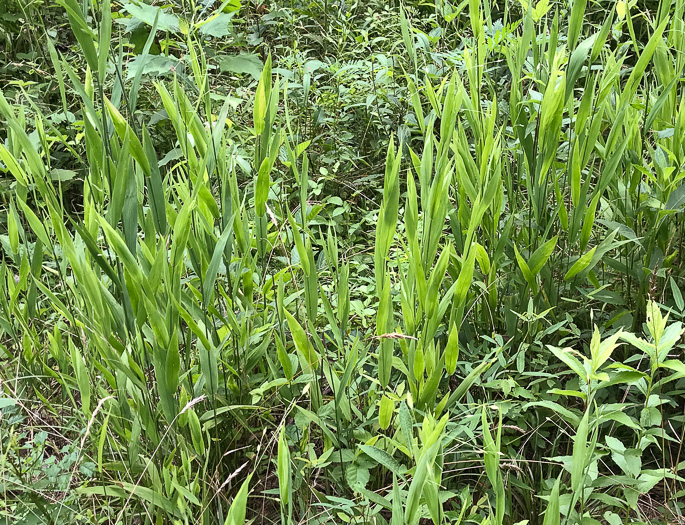 image of Chasmanthium latifolium, River Oats, Northern Sea Oats, Fish-on-a-stringer, Indian Woodoats