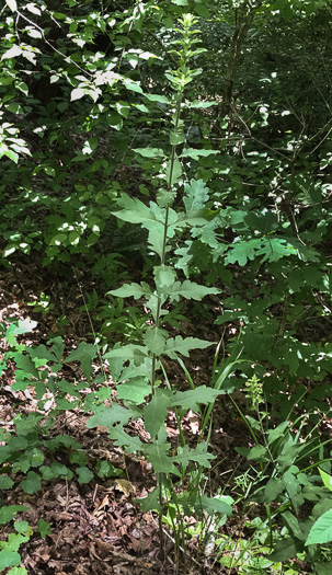 image of Aureolaria virginica, Downy False Foxglove, Downy Oak-leach, Virginia Oak-leach, Downy Yellow False Foxglove