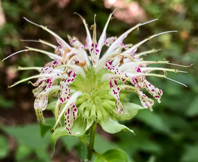 image of Monarda clinopodia, Basil Bergamot, Basil Beebalm, White Bergamot, Basil Balm