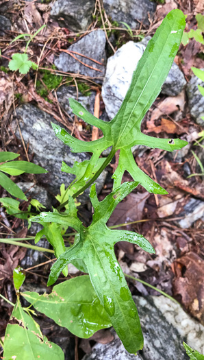 image of Viola emarginata var. 5, Sword-leaved Violet