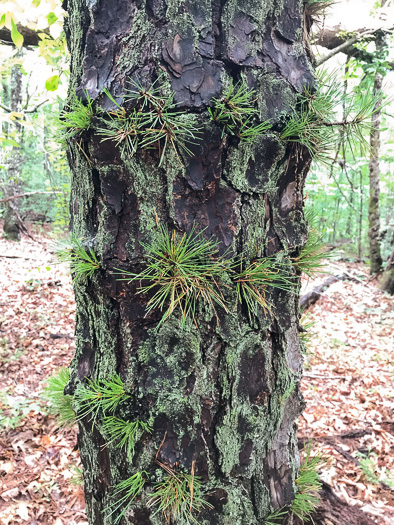 image of Pinus rigida, Pitch Pine