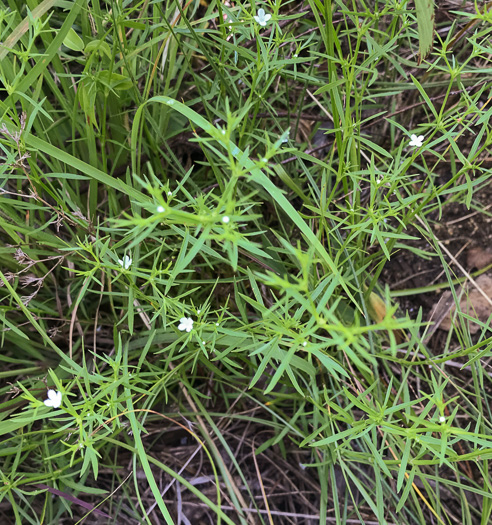 image of Polypremum procumbens, Juniperleaf, Polypremum, Rustweed