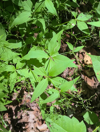 image of Galium latifolium, Purple Bedstraw, Wideleaf Bedstraw