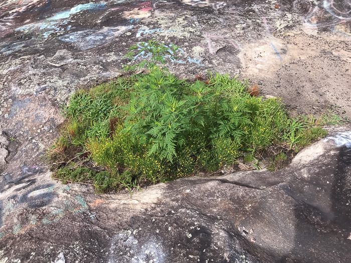 image of Hypericum gentianoides, Pineweed, Orange-grass, Orangeweed