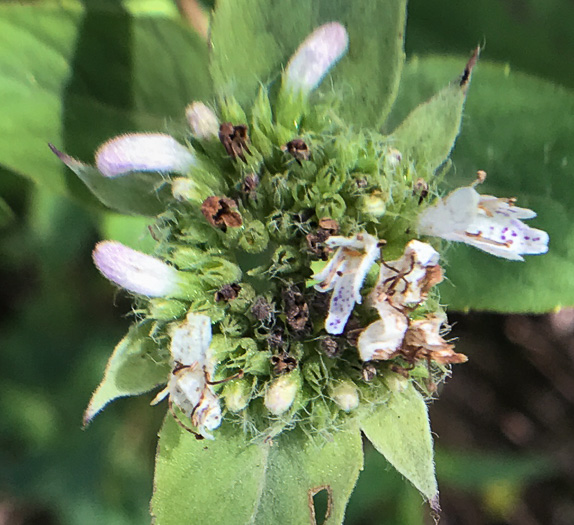 image of Pycnanthemum beadlei, Beadle's Mountain-mint