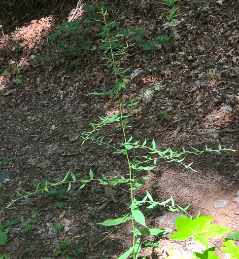 image of Symphyotrichum lateriflorum, Calico Aster, Starved Aster, Goblet Aster