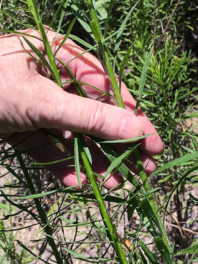 image of Erigeron pusillus, Southern Horseweed