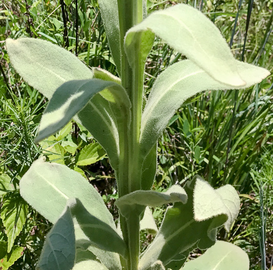 image of Verbascum thapsus ssp. thapsus, Woolly Mullein, Common Mullein, Flannel-plant, Velvet-plant