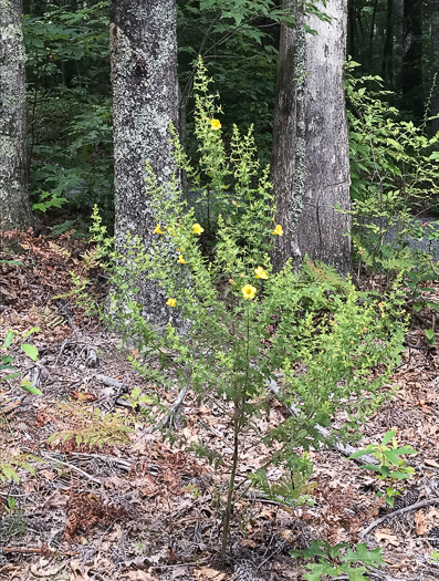 image of Aureolaria pectinata, Southern Oak-leach, Sticky False Foxglove, Combleaf Yellow False Foxglove