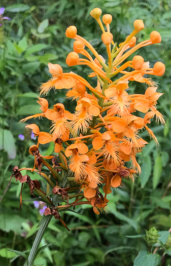 image of Platanthera ciliaris, Yellow Fringed Orchid