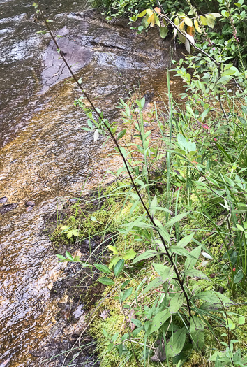 image of Solidago patula, Northern Roughleaf Goldenrod