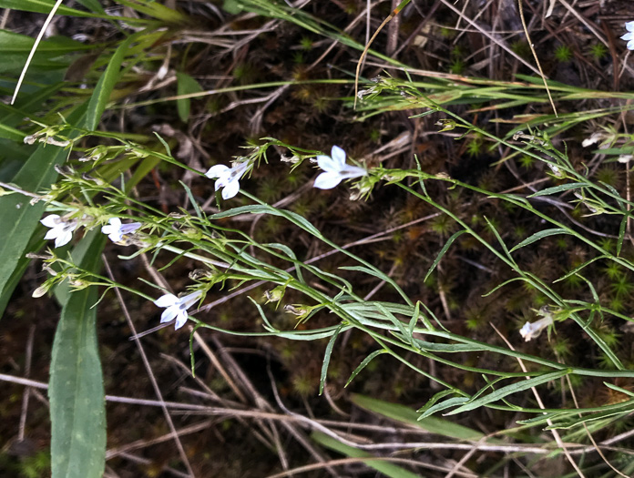 image of Lobelia nuttallii, Nuttall's Lobelia