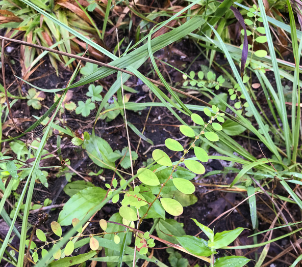 image of Phyllanthus caroliniensis, Carolina Leaf-flower