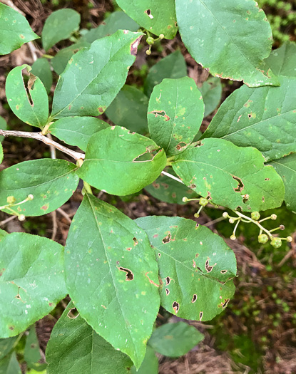 image of Lyonia ligustrina var. ligustrina, Northern Maleberry, He-huckleberry