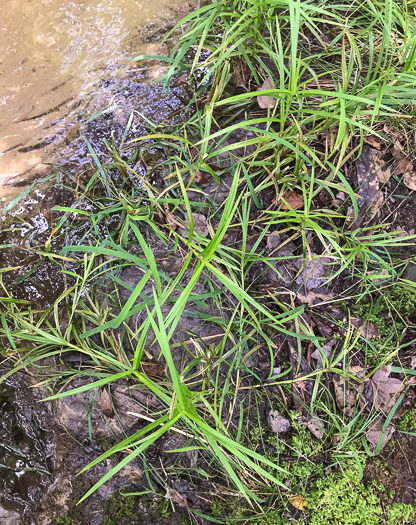 image of Scirpus polyphyllus, Leafy Bulrush