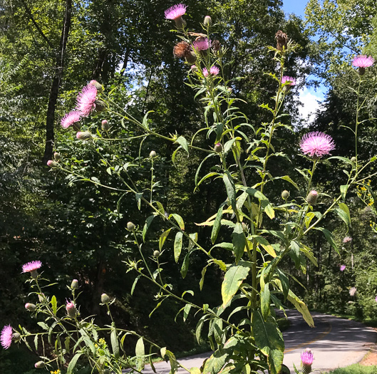 image of Cirsium altissimum, Tall Thistle