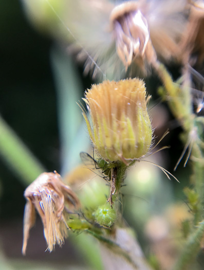 image of Erigeron sumatrensis, Tropical Horseweed, Sumatran Fleabane, Guernsey Fleabane