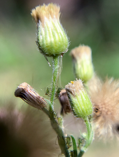 image of Erigeron sumatrensis, Tropical Horseweed, Sumatran Fleabane, Guernsey Fleabane