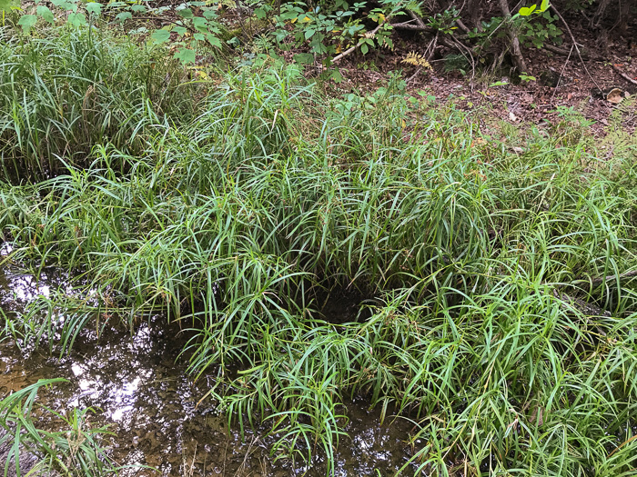 image of Scirpus polyphyllus, Leafy Bulrush