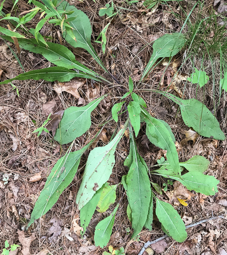 image of Helianthus atrorubens, Purple-disk Sunflower, Hairy Wood Sunflower, Appalachian Sunflower