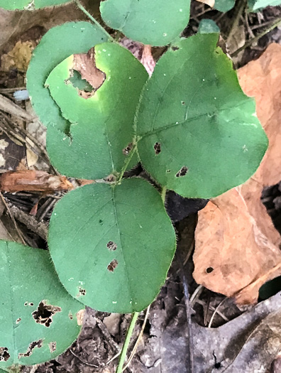 image of Desmodium rotundifolium, Roundleaf Tick-trefoil, Dollarleaf, Prostrate Tick-trefoil, Sessileleaf Tick-trefoil