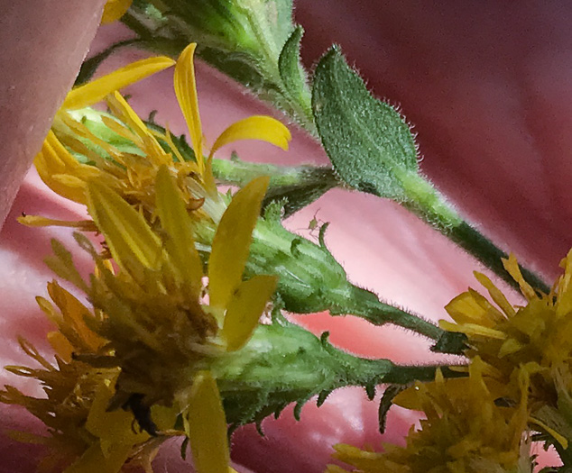 image of Solidago petiolaris var. petiolaris, Downy Ragged Goldenrod, Downy Goldenrod