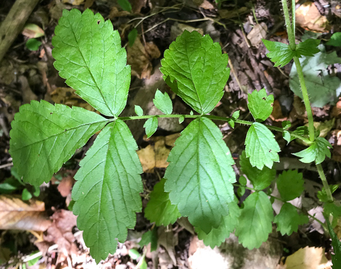 image of Agrimonia rostellata, Woodland Agrimony